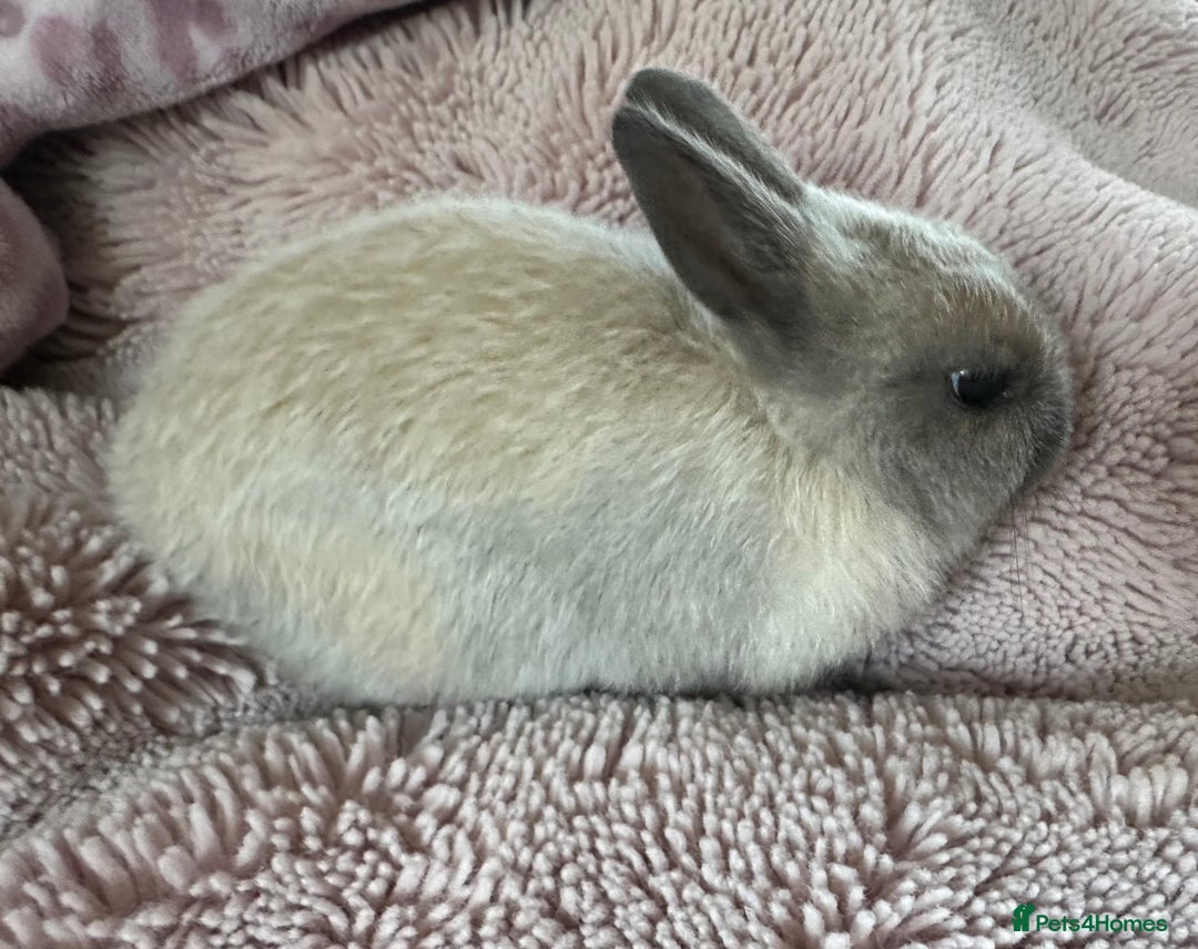 Netherland Dwarf rabbits for sale: Purebred Netherland Dwarf female - Image 8