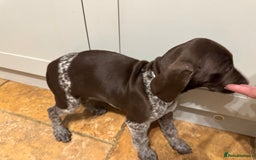 German Shorthaired Pointer dogs for sale: stunning German Shorthaired Pointer Pups  - Image 8