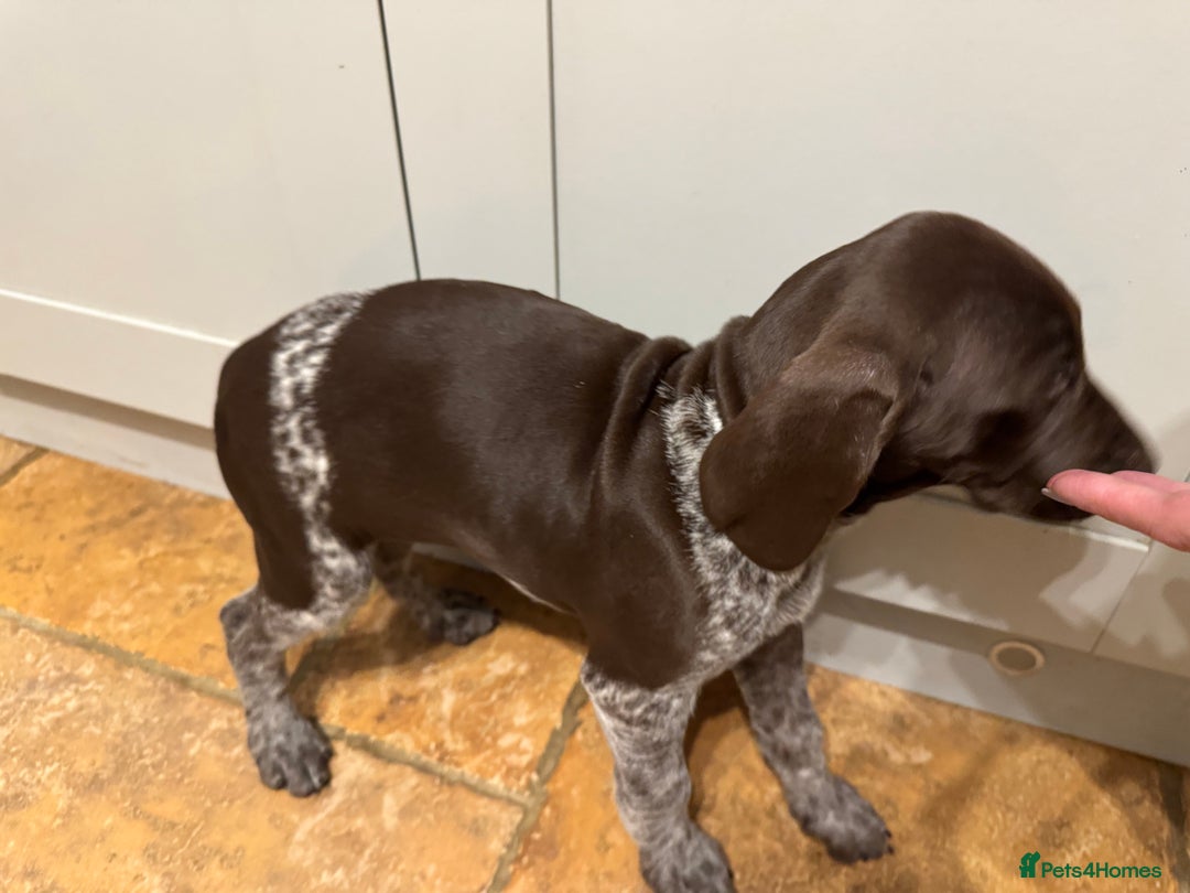German Shorthaired Pointer dogs for sale: stunning German Shorthaired Pointer Pups  - Image 8