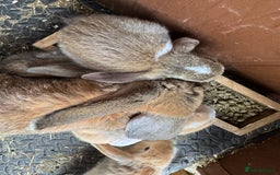 Mixed Breed rabbits for sale: Only 4 girls and 1 boy left  - Image 13