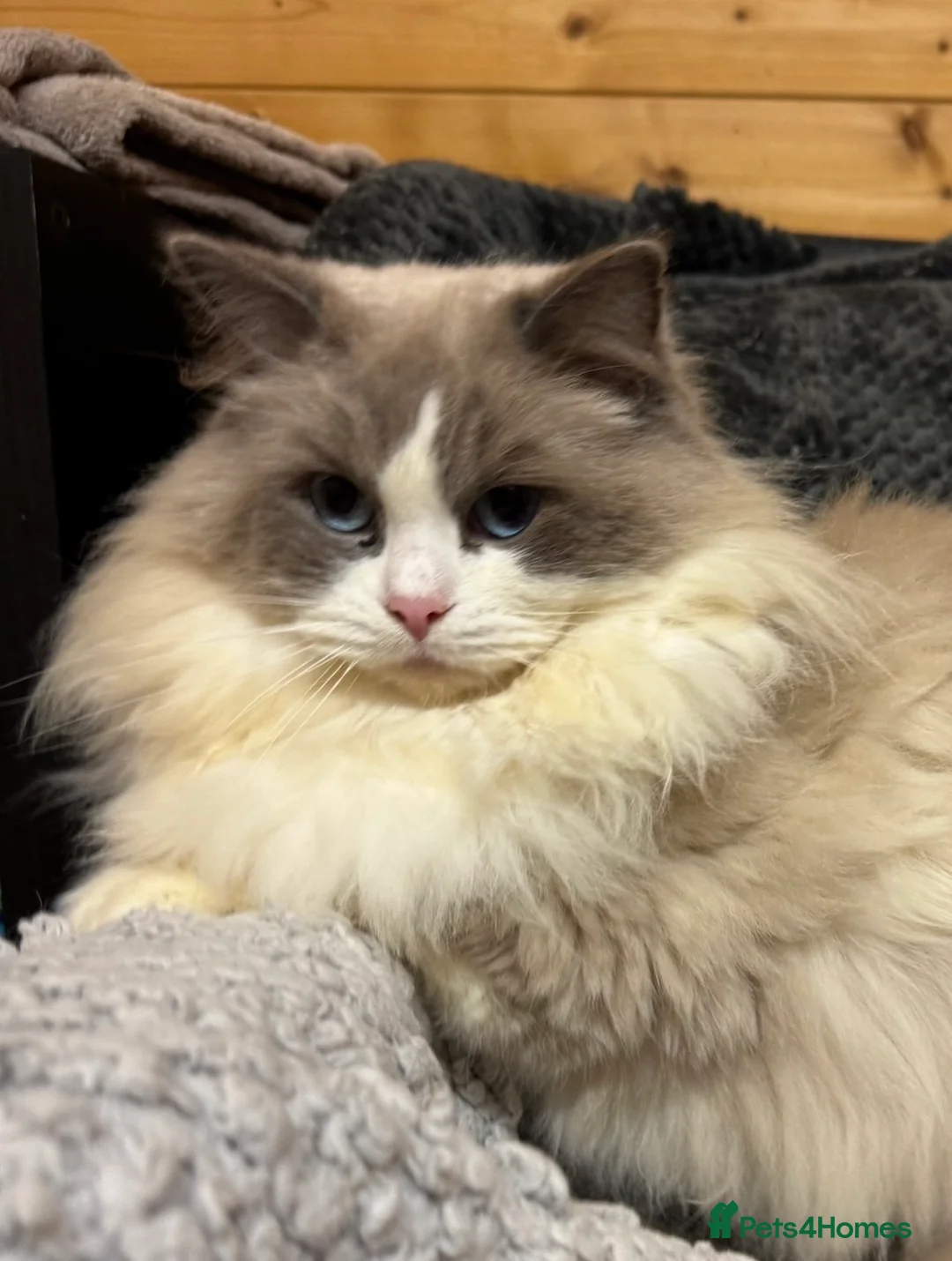 Ragdoll cats for sale: A stunning blue bicolour boy!!  - Advert 4