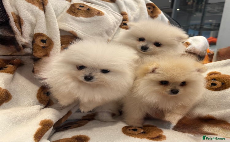 Pomeranian dogs - Advert 6