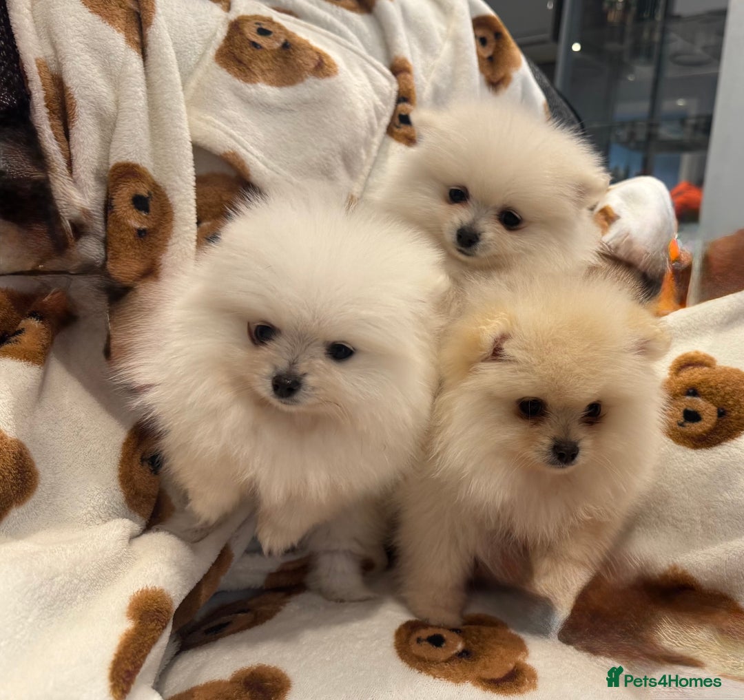 Pomeranian dogs for sale: Pomeranian  - Image 1