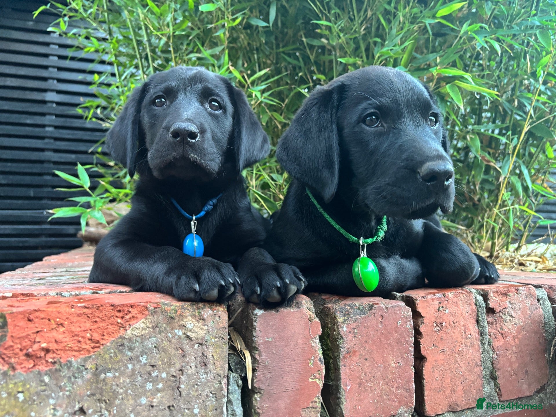 Labrador Retriever dogs Black Labrador pups, KC, dna tests, great scores - Advert 1
