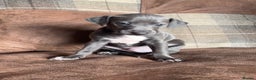 Italian Greyhound dogs for stud: Proven Italian Greyhound KC Registered Stud in York - Advert 5
