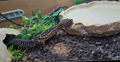 Leopard Gecko reptiles - Advert 12