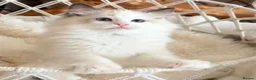 Ragdoll cats for sale: Show quality Ragdoll kittens from champion lines - Advert 34