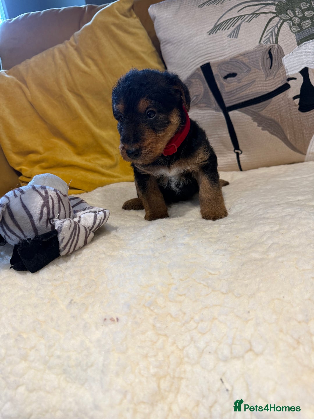 Mixed Breed dogs for sale: Airedale puppies  - Advert 19