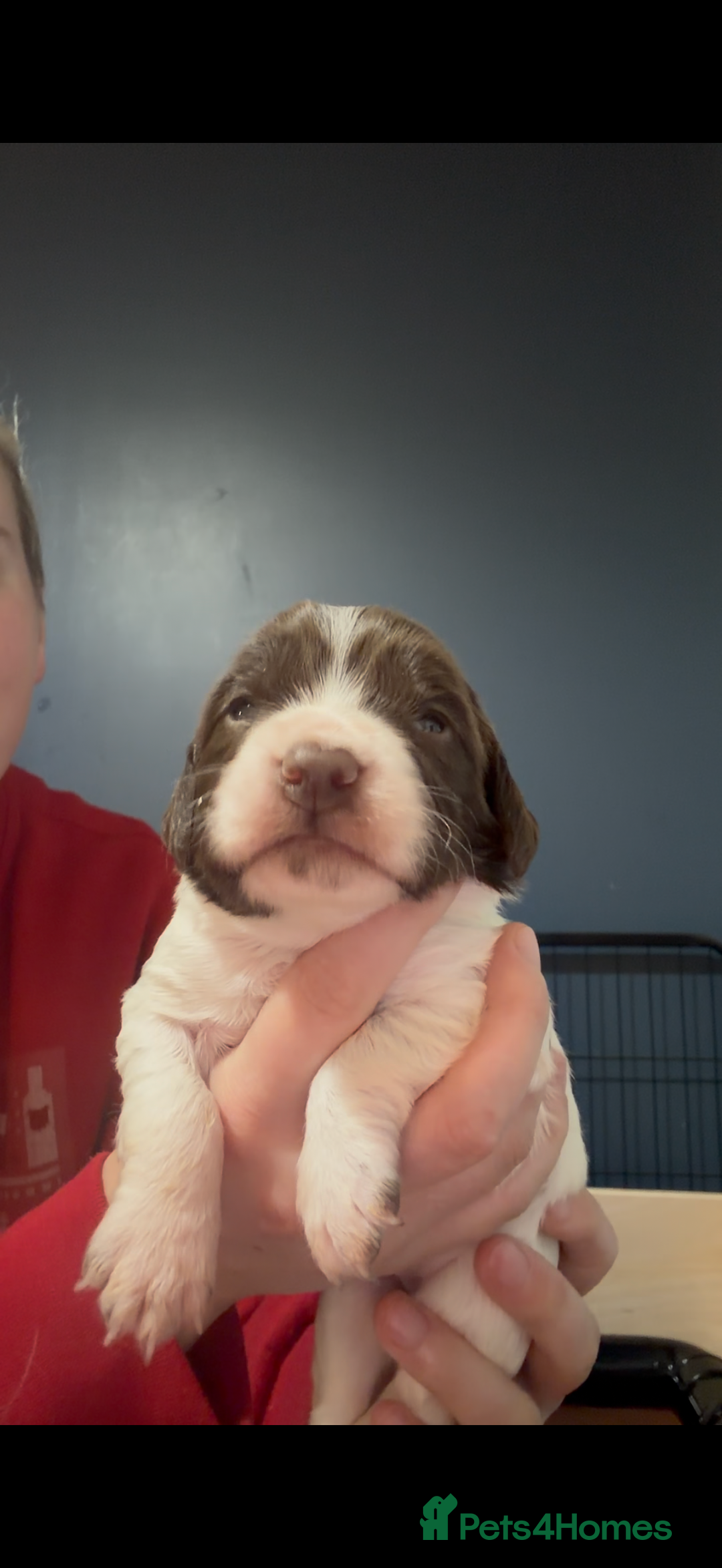 English Springer Spaniel dogs for sale: KC Registered English Springer Spaniel puppies - Advert 10
