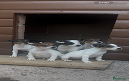 Jack Russell dogs for sale: Jack russel puppies  - Image 15