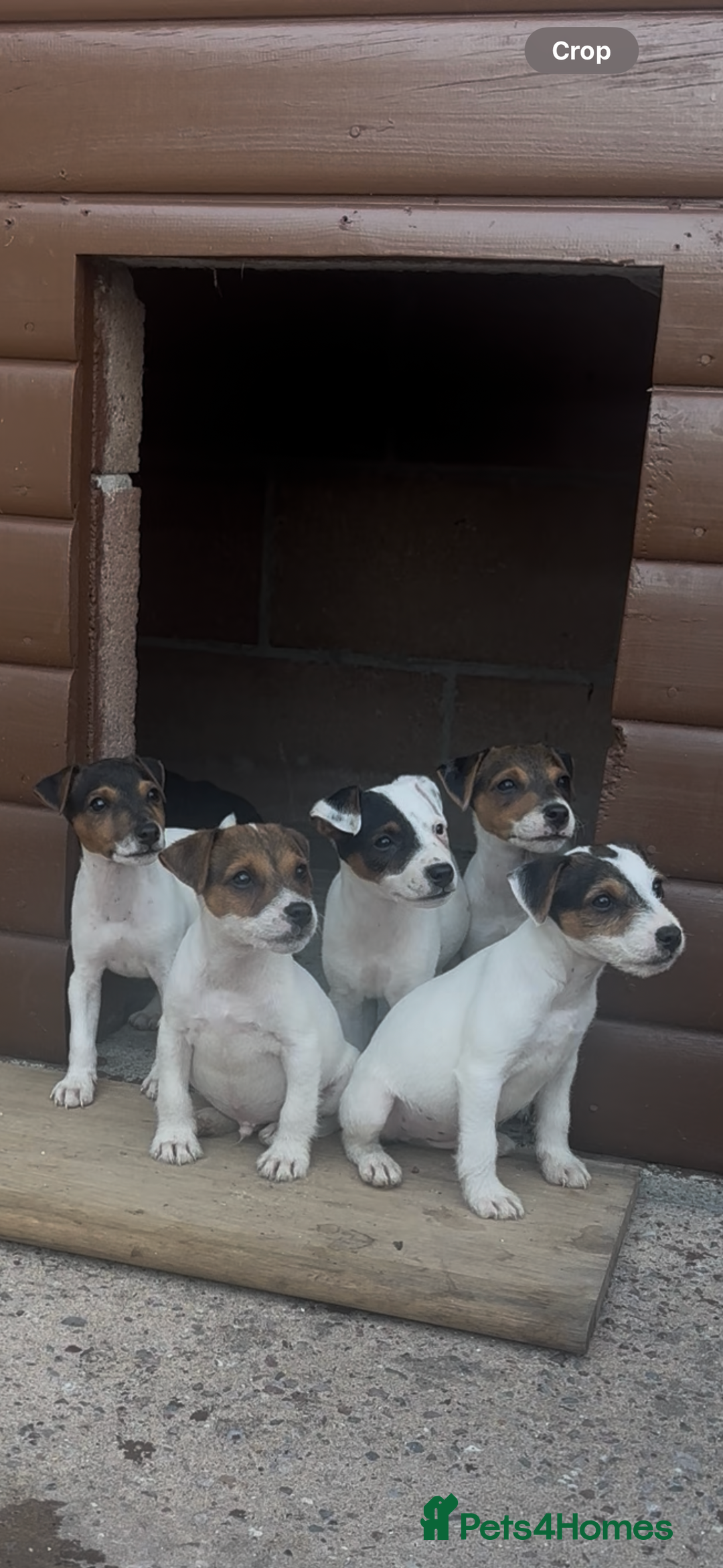 Jack Russell dogs for sale: Jack russel puppies  - Image 15