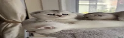 Scottish Fold cats for sale: Adorable Scottish Fold Kitten - Advert 22