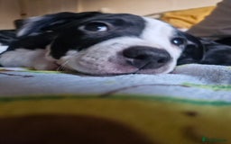 Staffordshire Bull Terrier dogs for sale: From Our Family to Yours - Image 3