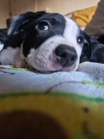 Staffordshire Bull Terrier dogs - Advert 2