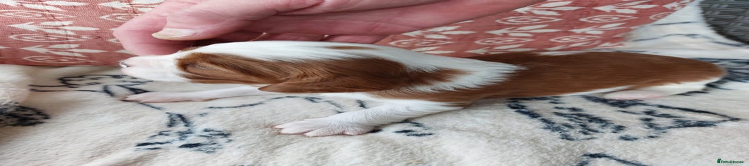 Cavalier King Charles Spaniel Puppy 7
