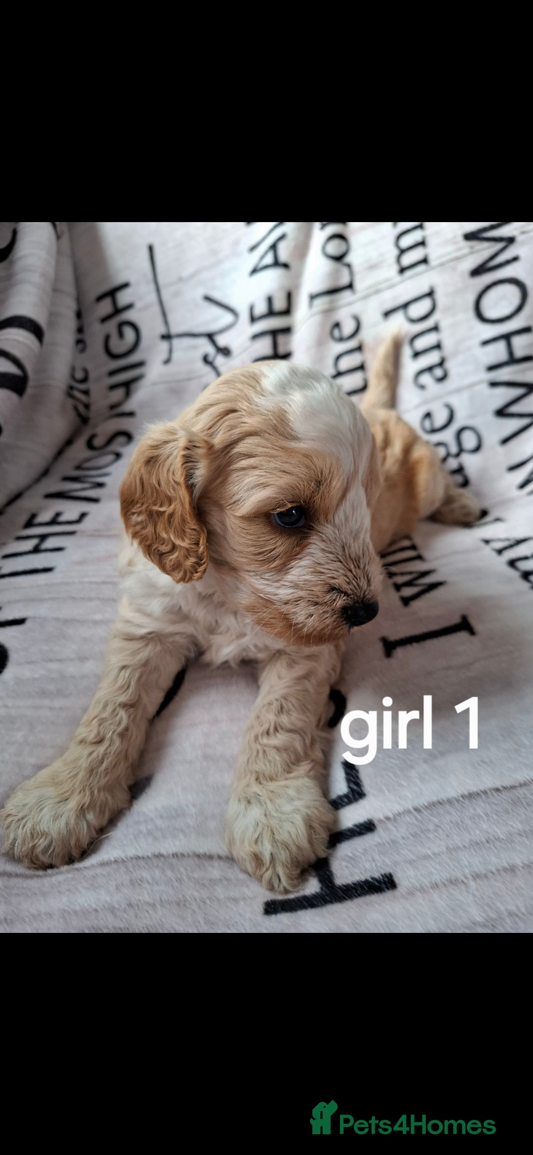 Cockapoo dogs for sale: Beautiful F1 Cockapoo puppies  - Image 5