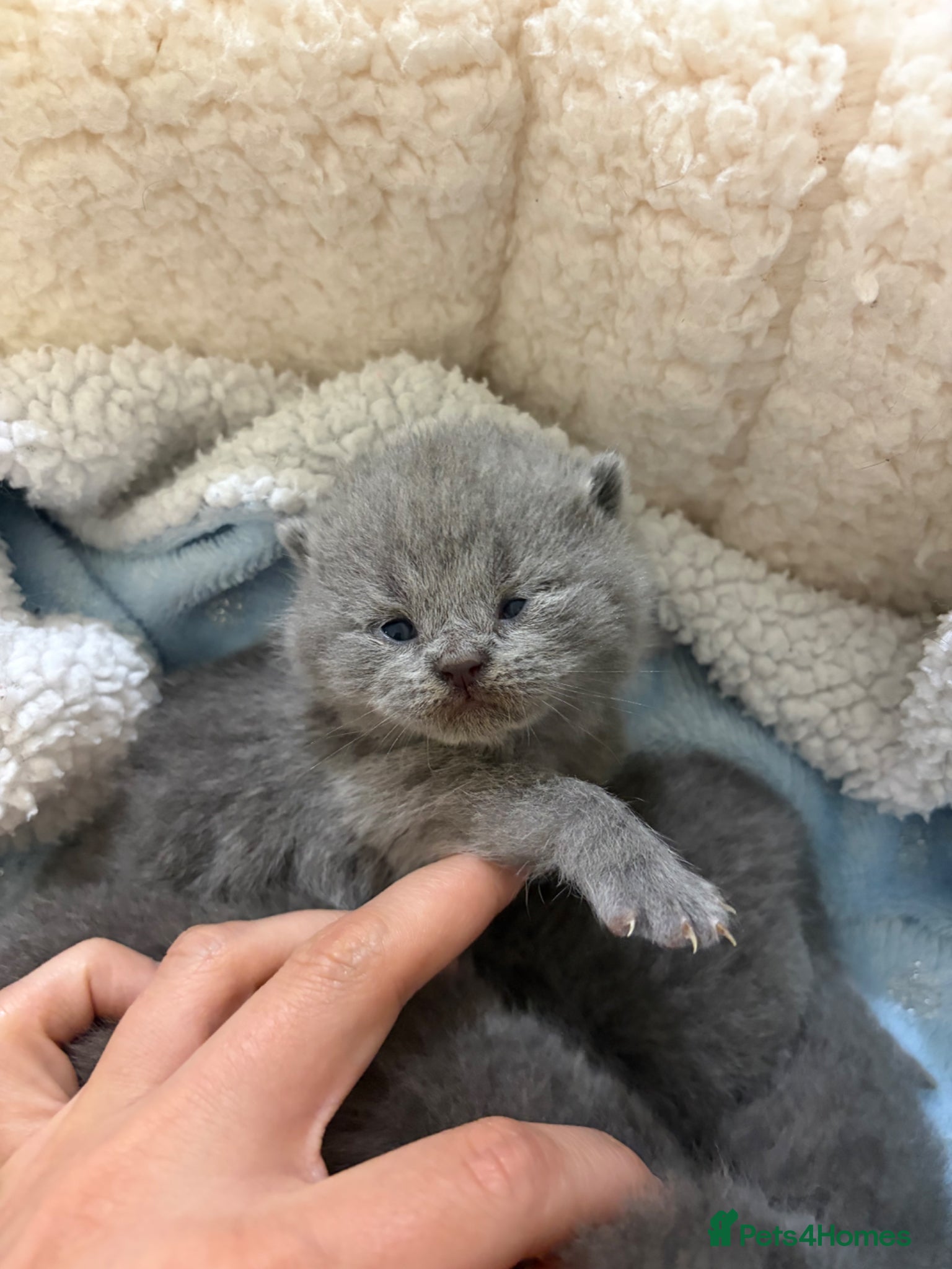 British Shorthair cats 5 generation pedigree GCCF registered  - Advert 1