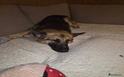 German Shepherd dogs for sale: 1 year old female GSD - Image 4