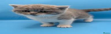 British Longhair 1