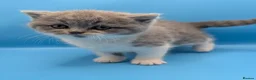 British Longhair cats for sale: British long hair bicolor  - Advert 3