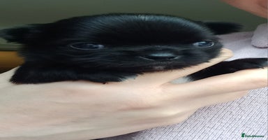 Chihuahua dogs ❤️‍🔥Dna tested parents❤️‍🔥Long-coat 2boys  - Advert 4