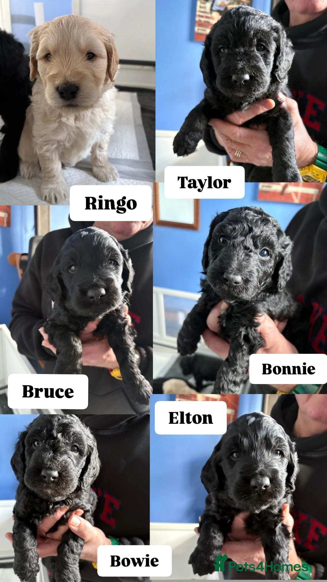 Double Doodle dogs Double Doodle puppies  - Advert 11