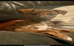 Lurcher dogs for sale: Lurcher pup for sale - Image 1