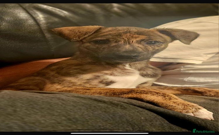 Lurcher dogs - Advert 1