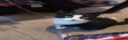 British Shorthair cats for sale: Black and White Kittens - Advert 3