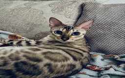 Bengal cats for sale: Duke - Snow bengal  - Advert 4