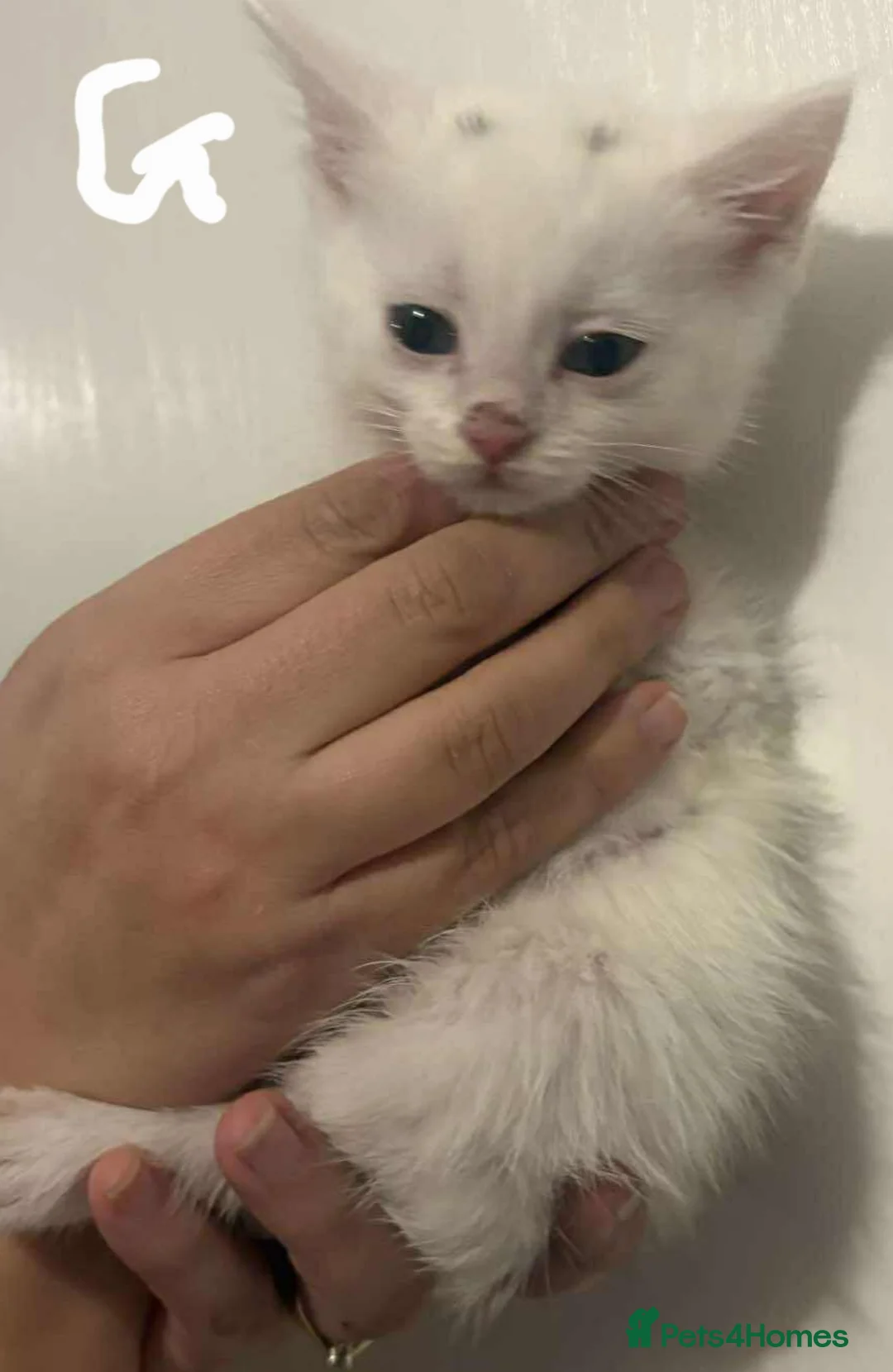 Mixed Breed cats for sale: Kittens  - Advert 12