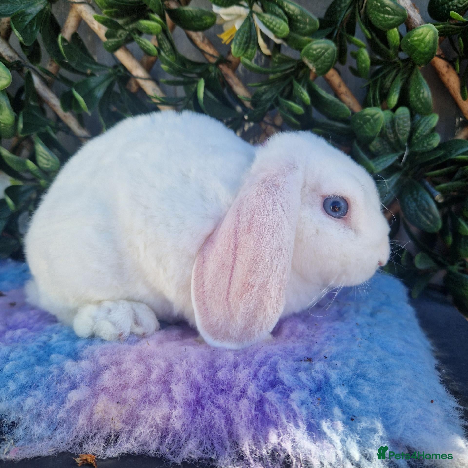 Mini Lop rabbits Mini plush lop buck baby blue eyed white - Advert 1