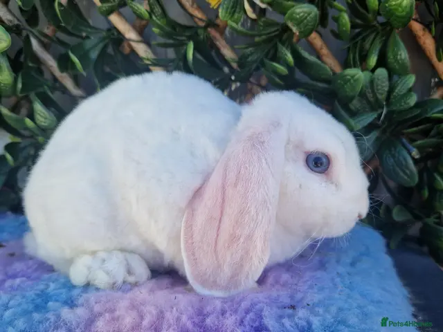 Mini Lop rabbits Mini plush lop buck (vhd2 vaccinated) - Advert 1
