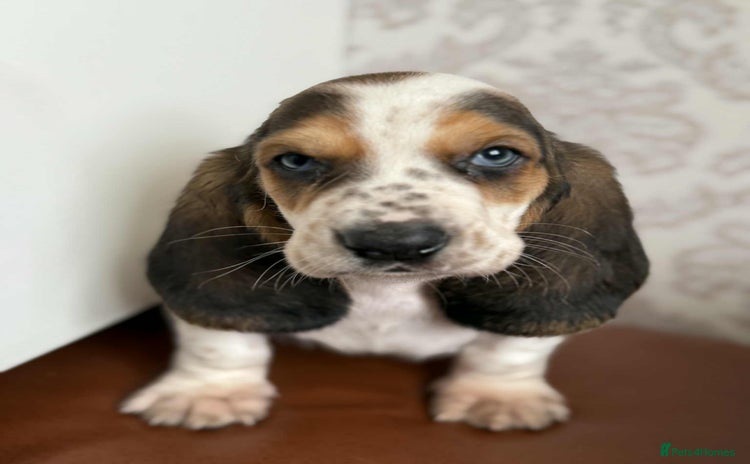 Basset Hound dogs - Advert 1