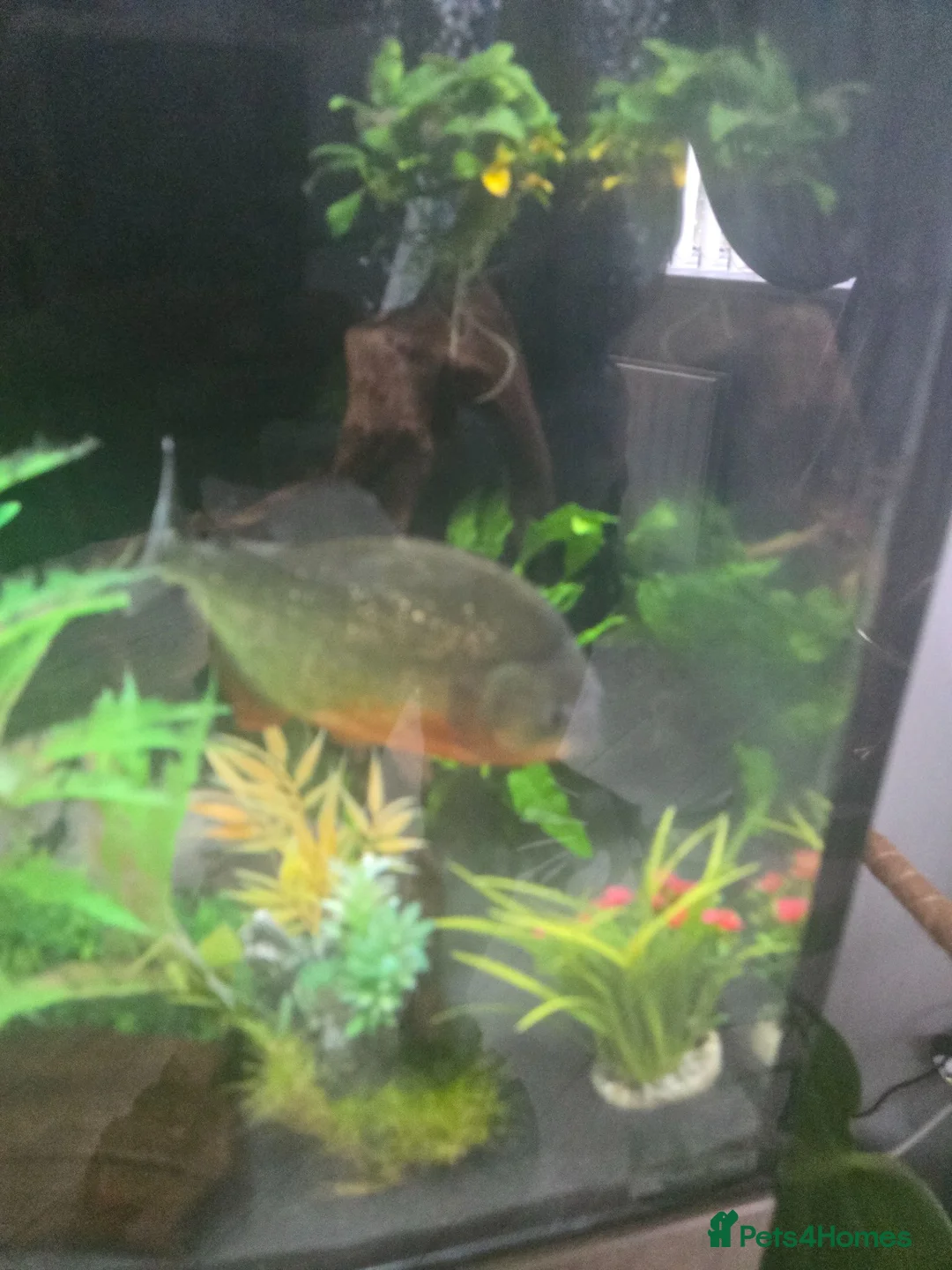 Piranhas fish for sale: 4 piranha for sale - Advert 2