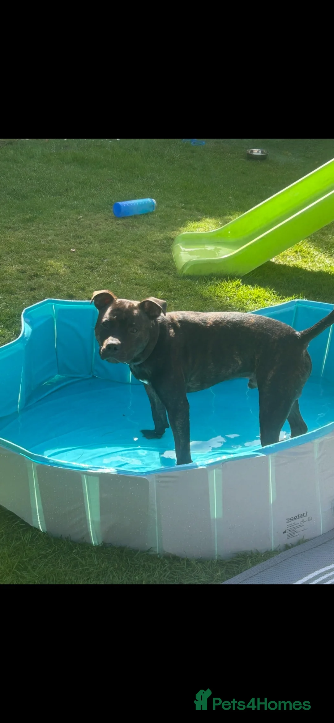 Staffordshire Bull Terrier dogs for sale: Gorgeous 10 month old Staffie boy  in Liverpool - Advert 4