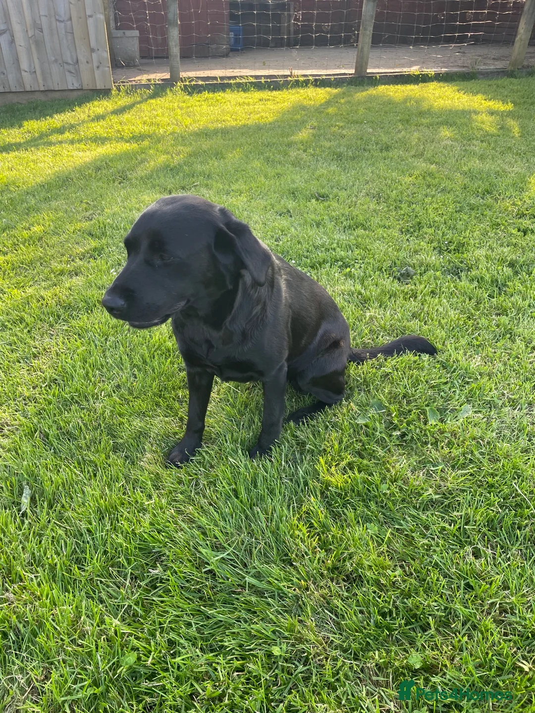 Labrador Retriever dogs for sale: Kc registered Labrador puppies in Sudbury - Advert 2