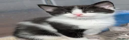 Mixed Breed cats for sale: 6 Maine coon cross domestic short hair kittens  - Advert 16