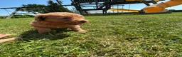 Labradoodle dogs for sale: Ready F1b labradoodle curl red health test parent  - Advert 28