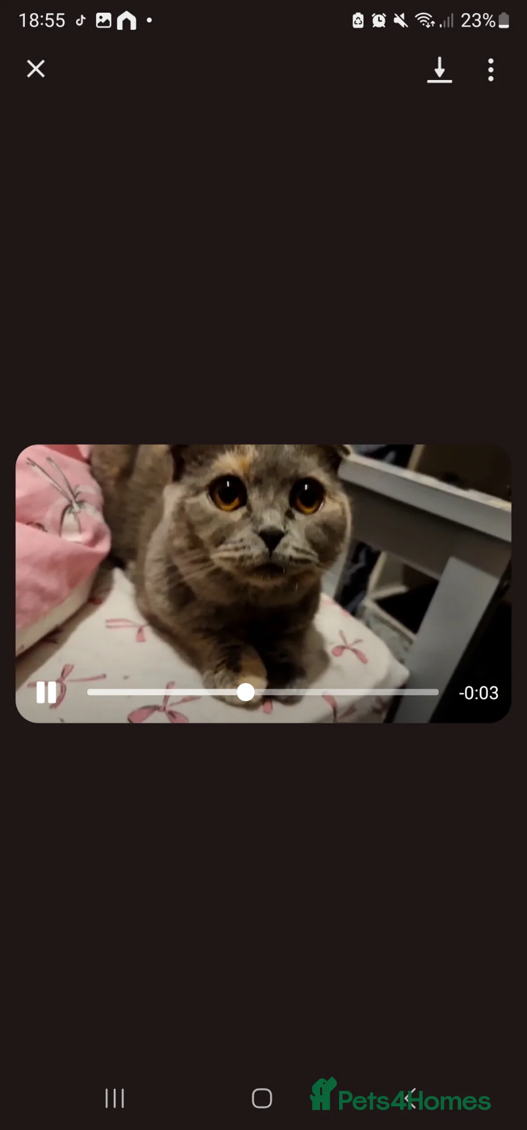 Scottish Fold cats for sale: Luna female Scottish fold  - Advert 1