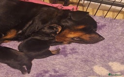 Rottweiler dogs for sale: Kc rottweiler puppies  - Image 16