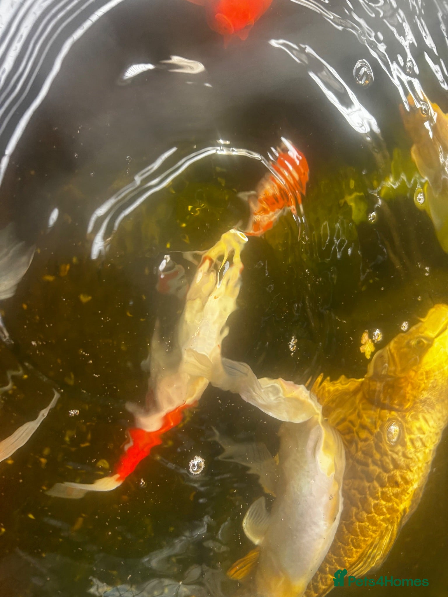 Pond Fish fish carp & goldfish  - Advert 1