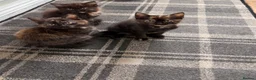 Mixed Breed cats for sale: 4 Beautiful kittens for sale - Advert 4