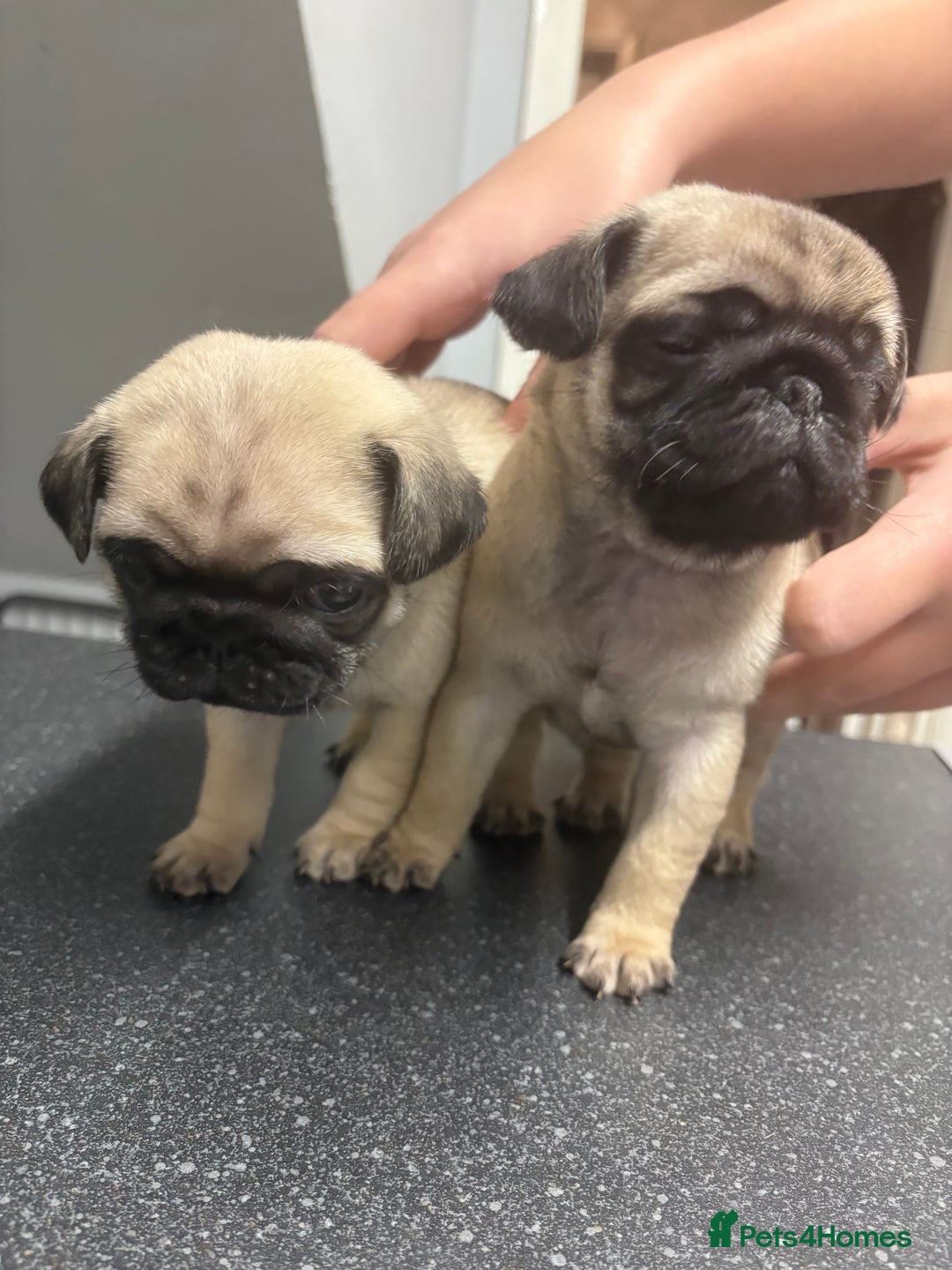 Pug dogs for sale: Gorgeous puppy pugs  - Advert 6