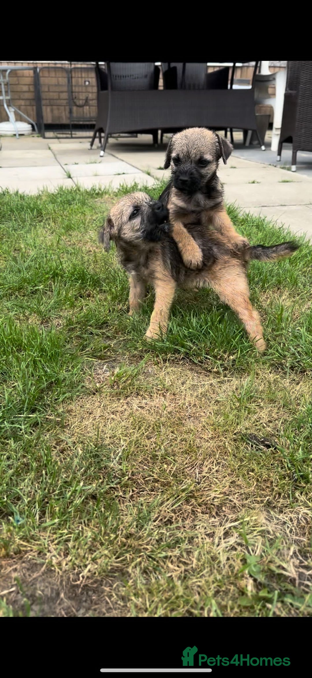 Border Terrier dogs for sale: Border Terrier Pups ready to go vet checked  in Bradford - Image 9