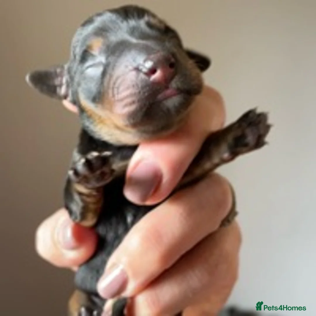 Norfolk Terrier dogs for stud: 3/4 Norfolk x 1/4 Jack Russell proven stud in Burton-on-Trent - Advert 15