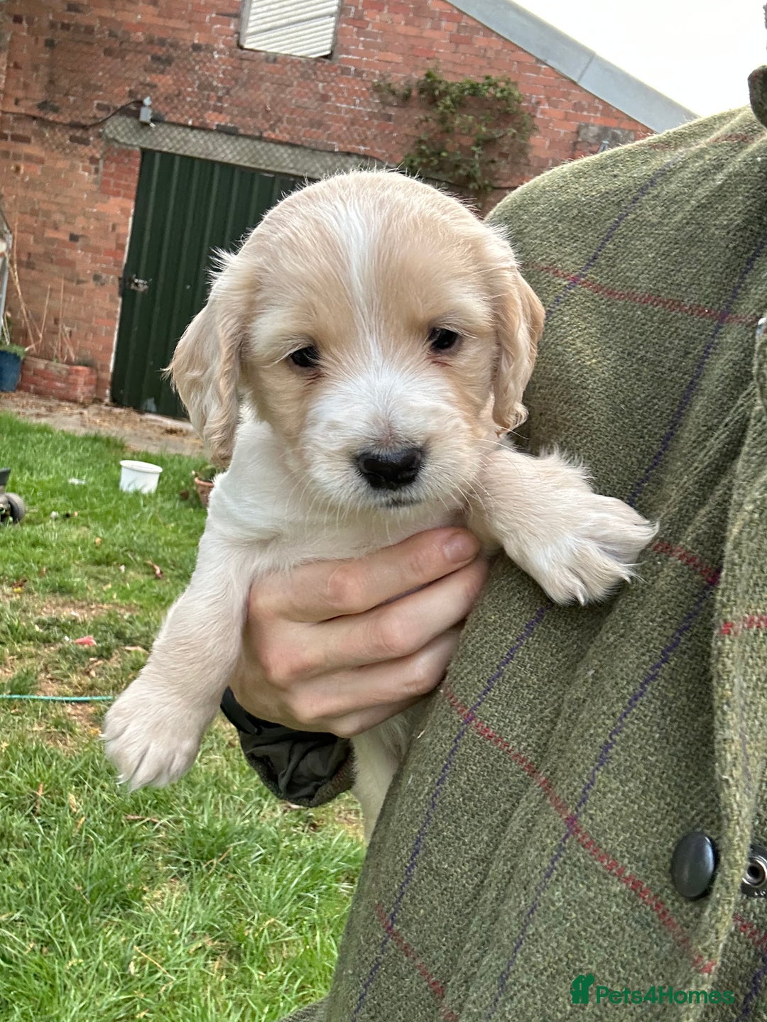 Cocker Spaniel dogs for sale: READY SOON! Working Cocker Spaniel mix Puppies  - Image 9
