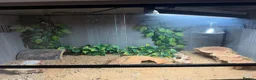 Leopard Gecko reptiles for sale: Female Leopard Gecko with FULL Setup in London - Advert 9
