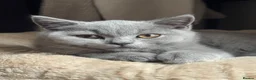 British Shorthair cats for sale: British Short Hair Male  - Advert 5