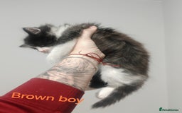 Mixed Breed cats for sale: Beautyfull fluffy kittens ragcoon - tuxedo cross  - Image 9